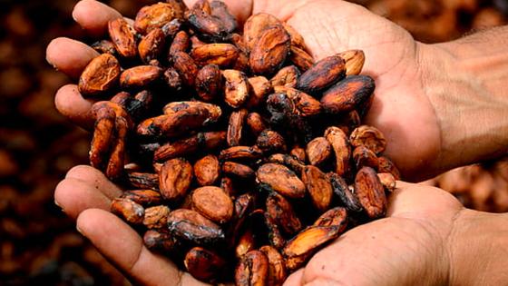 Tumaco productor de el 93% del cacao de Nariño Tumaco productor de el 93% del cacao de Nariño