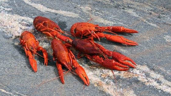 Hallan un ejemplar de Cangrejo Rojo en la Laguna de Tota