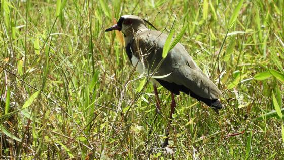 Aves en Colombia