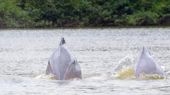 Ecoturismo en San José del Guaviare, un plan imperdible 