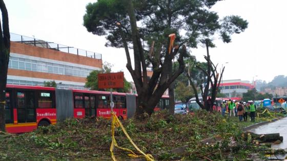 Tala de árboles en Bogotá