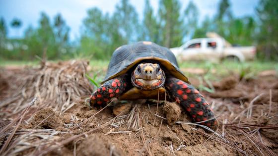 Tortugas en Colombia