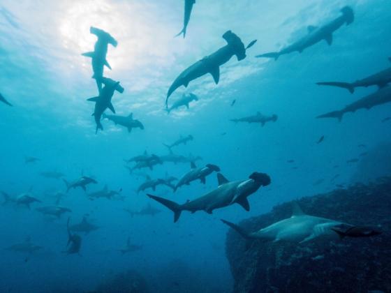 EFE/ Parque Nacional Galápagos