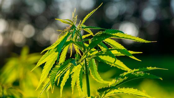 Cannabis Cannabis