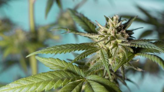 ¿Qué es el 4:20? Día internacional de la Marihuana ¿Qué es el 4:20? Día internacional de la Marihuana