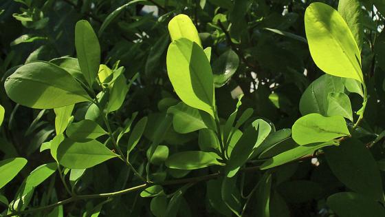 ¿En qué consiste el proyecto que regularía la hoja de coca?