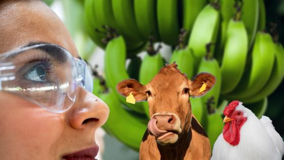 Ecuador duerme con un ojo abierto ante el mortal hongo del banano