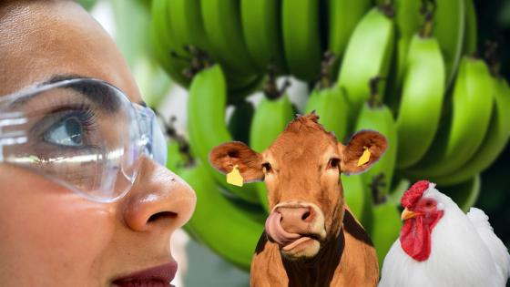 Ecuador duerme con un ojo abierto ante el mortal hongo del banano Ecuador duerme con un ojo abierto ante el mortal hongo del banano
