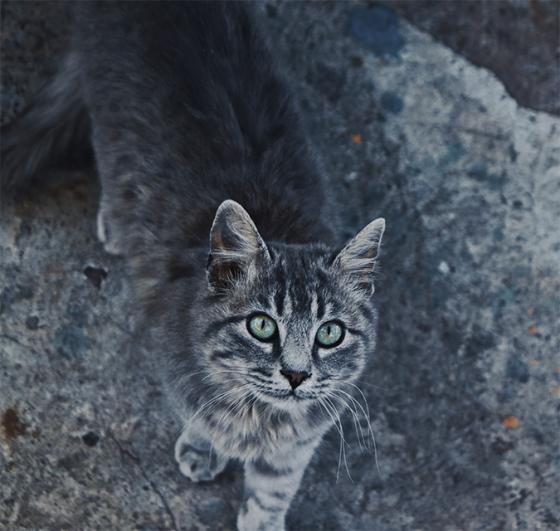 gatos gatos