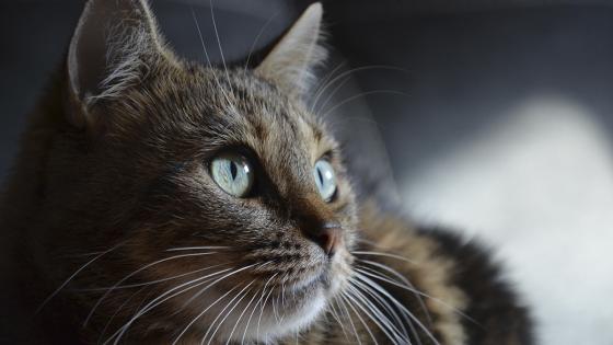 gatos gatos