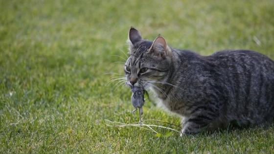 Gato cazando