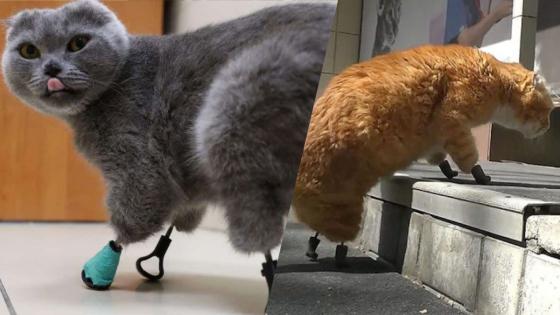 Gatos Gatos