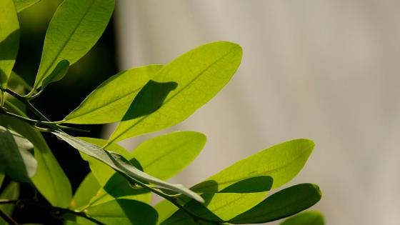 La regulación de la hoja de coca libró su primer discusión en el Congreso La regulación de la hoja de coca libró su primer discusión en el Congreso