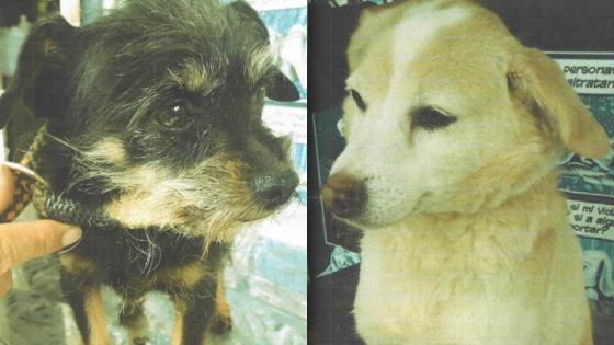 Maltratador de perros recibió imputación de cargos: Fiscalía Maltratador de perros recibió imputación de cargos: Fiscalía