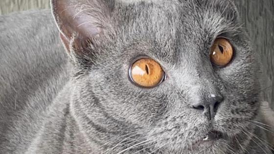 gatos gatos