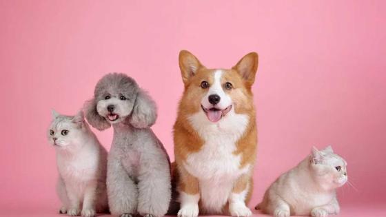 Mascotas Mascotas