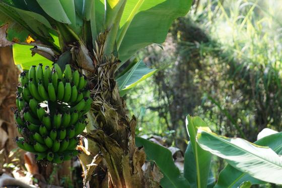 Ecuador duerme con un ojo abierto ante el mortal hongo del banano Ecuador duerme con un ojo abierto ante el mortal hongo del banano