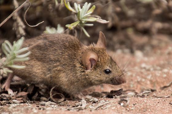 Registran nuevo caso de hantavirus en Panamá Este Registran nuevo caso de hantavirus en Panamá Este