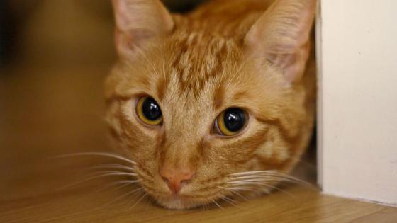 Gata lleva a sus crías al veterinario Gata lleva a sus crías al veterinario
