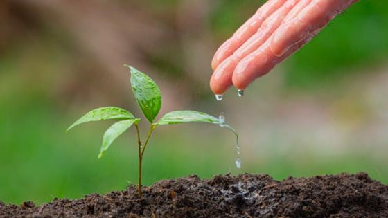 Plantar un árbol