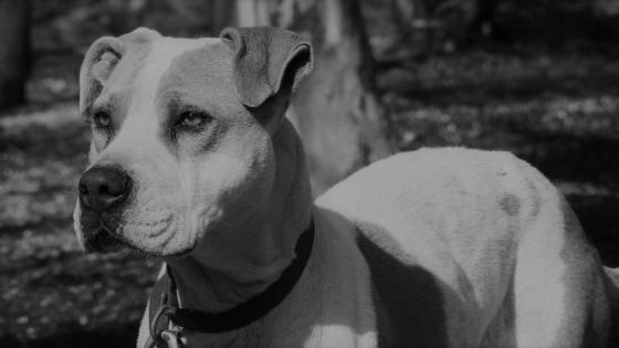 Perro Perro