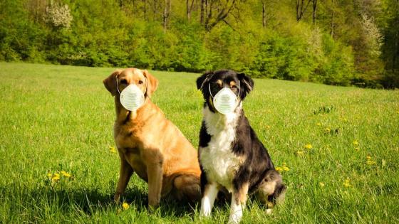 Perros Covid Perros Covid