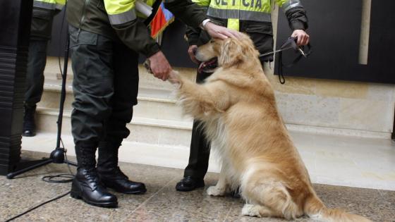 mascotas mascotas