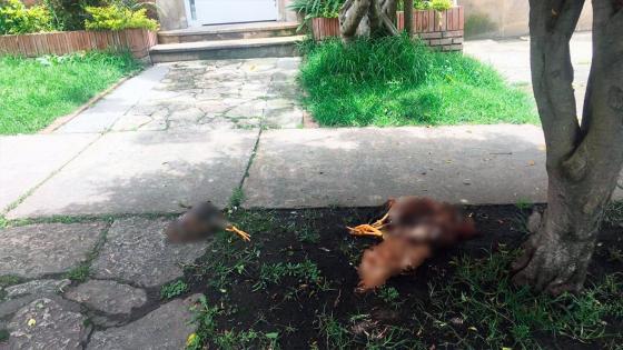 Gallinas muertas Polo Democrático Gallinas muertas Polo Democrático