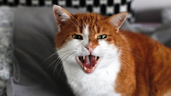 Gato bravo Gato bravo