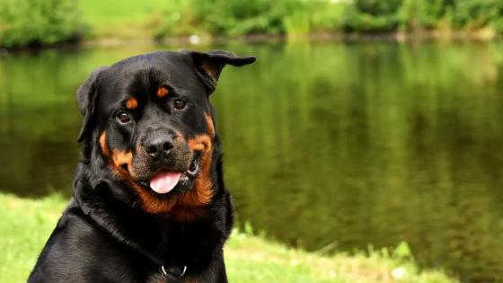 rottwailer rottwailer