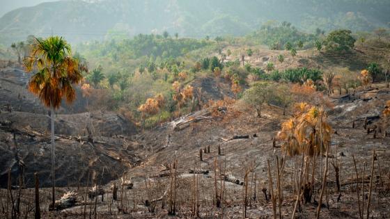 Biodiversidad en deterioro