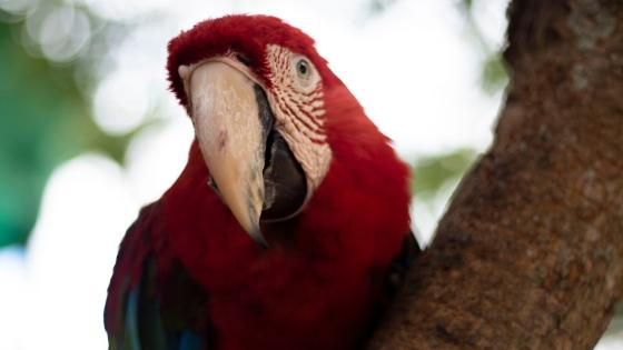 Fauna Vichada Fauna Vichada