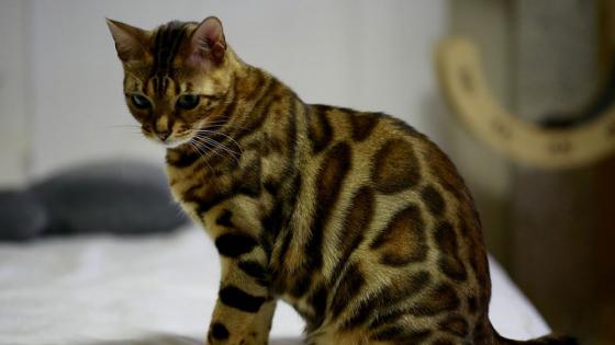 Gato bengala Gato bengala