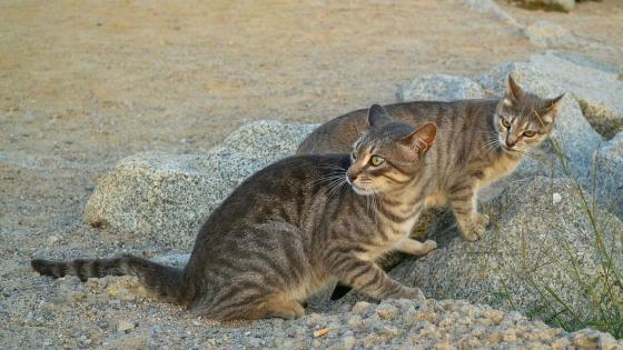 Gatos Salvajes Gatos Salvajes