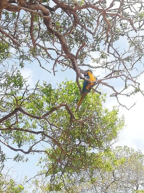 Parque Tayrona Especies