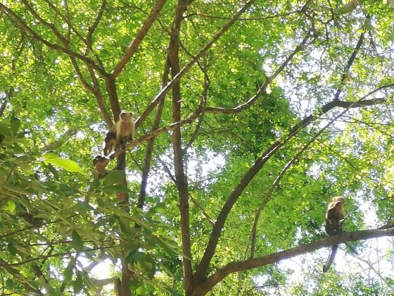 Parque Tayrona Especies Parque Tayrona Especies