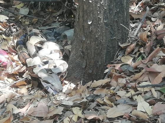 Parque Tayrona Especies Parque Tayrona Especies