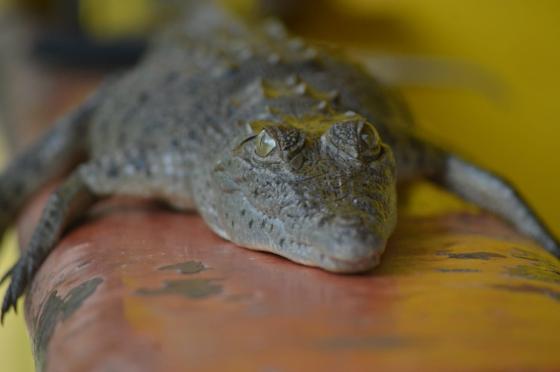 Parque Tayrona Especies