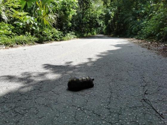 Parque Tayrona Especies Parque Tayrona Especies