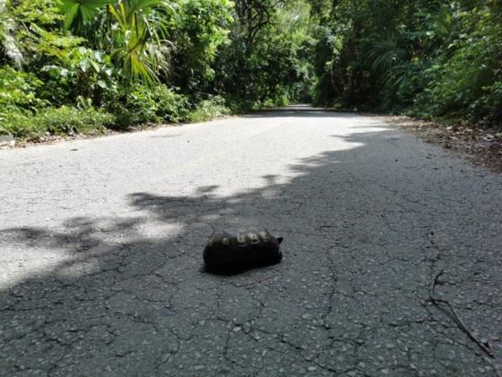 Parque Tayrona Especies