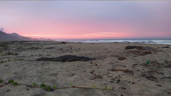 Parque Tayrona Especies