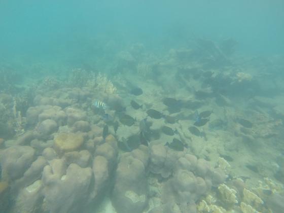 Parque Tayrona Especies Parque Tayrona Especies