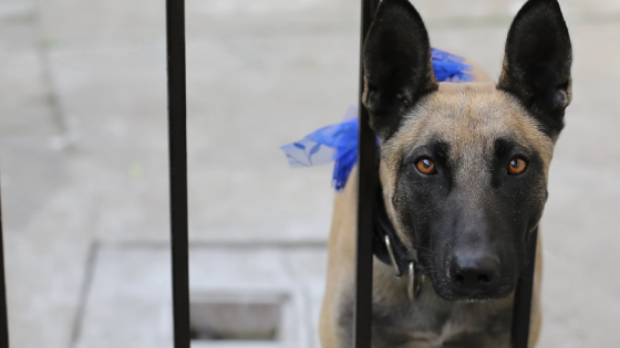 Perros entrada país Perros entrada país