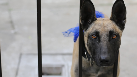 Perros entrada país