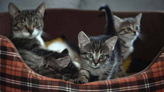 Gatos Gatos