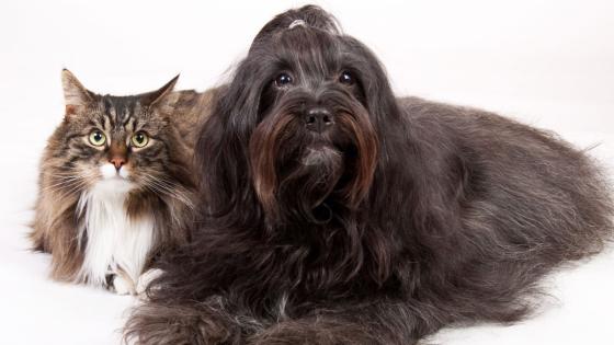 Muda de pelo en perros y gatos