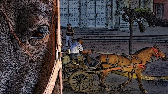 Caballos en Cartagena: mucha carga y pocas garantías