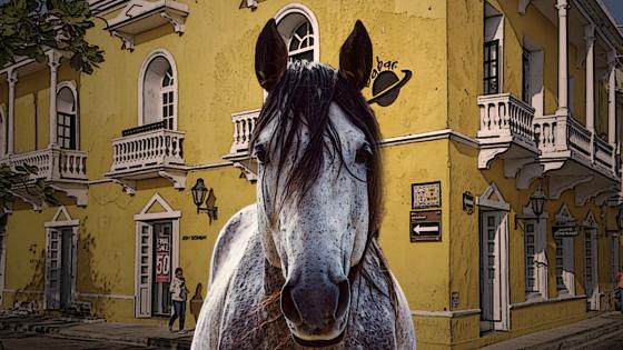 Maltrato caballos de Cartagena Maltrato caballos de Cartagena