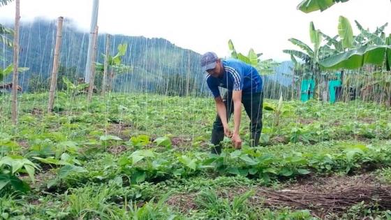 Campo-colombiano Campo-colombiano