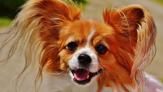 Chihuahua Chihuahua